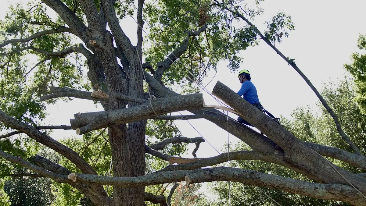 Professional Crown Thinning performed by certified arborists in Steen