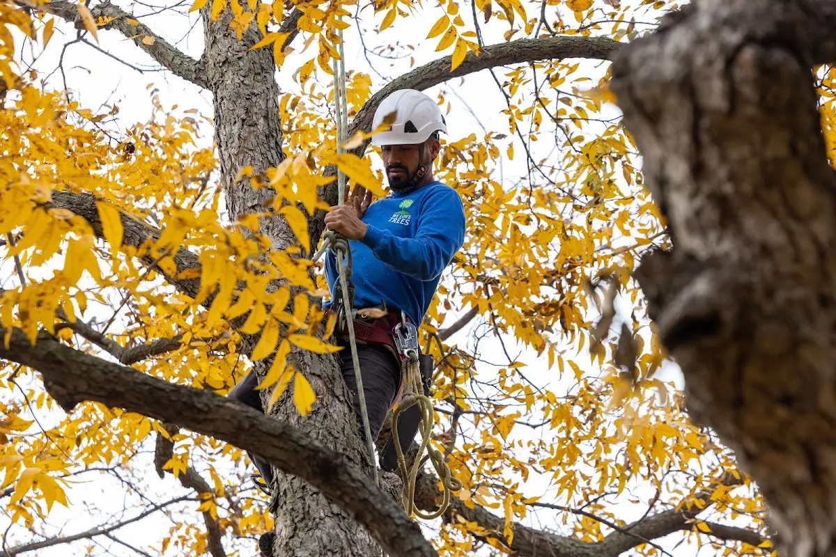Skilled Storm Damage Cleanup crew working in Steen